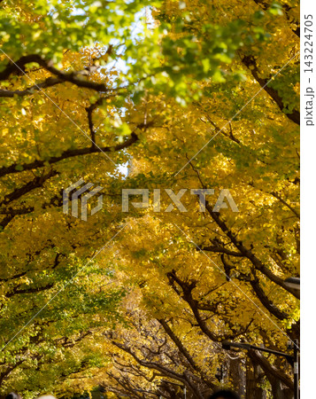 秋の青空と紅葉した外苑前のイチョウの木 143224705