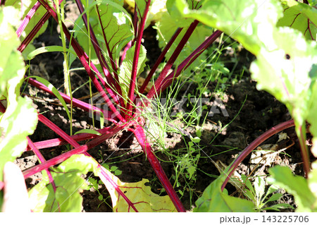 A ripe beetroot with its greens visible above the garden bed on a sunny evening 143225706