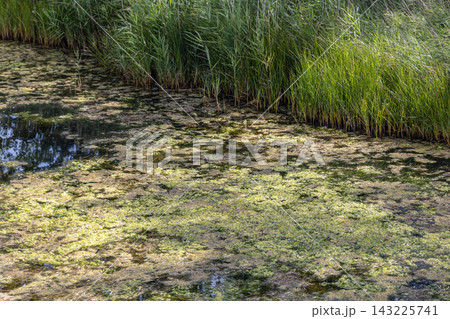 Algae covered polluted pond showing environmental pollution. 143225741