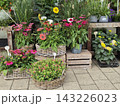 Outdoor sidewalk display at a local flower shop featuring an array of potted flowers and autumn plants. Includes potted roses in woven baskets, bright echinacea, and colorful potted dahlias arranged o 143226023