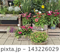 Outdoor sidewalk display at a local flower shop featuring an array of potted flowers and autumn plants. Includes potted roses in woven baskets, bright echinacea, and colorful potted dahlias arranged o 143226029