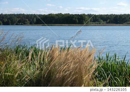 Tall grass on the shore of a lake against the background of a forest. 143226105