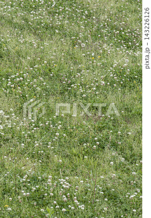 初夏の公園に一面に広がるシロツメクサの緑豊かな草地、縦構図 初夏の公園に一面に広がるシロツメクサの緑豊かな草地、縦構図 143226126