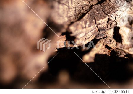 Aged wood bark texture showing rough surface, cracks, and natural patterns, creating an abstract background for design and nature concepts Aged wood bark texture showing rough surface, cracks, and natural patterns, creating an abstract background for design and nature concepts 143226531