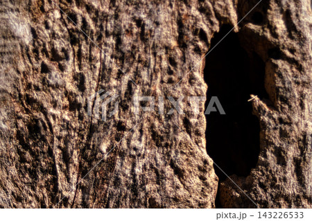 Aged bark texture forming an abstract natural background with rough wood grain, cracks, and a dark hollow, showcasing the detailed pattern of a decaying tree trunk Aged bark texture forming an abstract natural background with rough wood grain, cracks, and a dark hollow, showcasing the detailed pattern of a decaying tree trunk 143226533