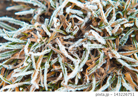Frost covers grass and plants in a garden during early morning in winter 143226751