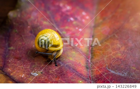 a small yellow snail on the autumn leaf. macro 143226849