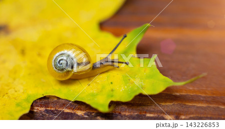 a small yellow snail on the autumn leaf. macro 143226853