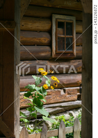 Yellow flowers on the background of a wooden house 143226872