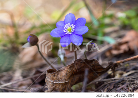 Forest flower with blue petals 143226884