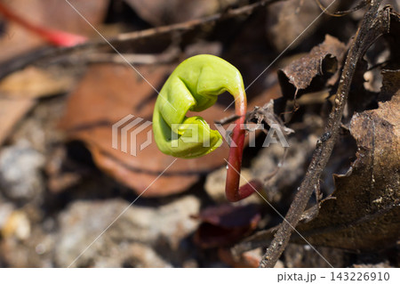 the little plant grows among the leaves in the Woods 143226910
