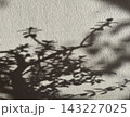 Abstract Botanical Shadow Cast on Textured Wall 143227025