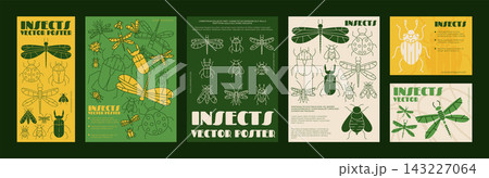 Insect poster. Cover design, creative dragonfly, typography with beetle. Modern flyer with ladybug, line drawings. Contemporary creative label art. Vector garish print flat style isolated illustration 143227064