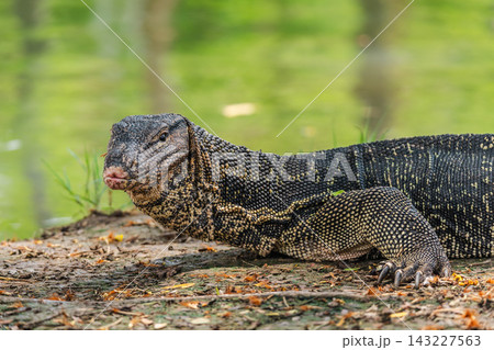 Water Monitor Lizard Resting Beside Pond in Lumphini Park Water Monitor Lizard Resting Beside Pond in Lumphini Park 143227563