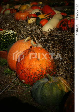 Pumpkin patch market, autumn harvest concept Pumpkin patch market, autumn harvest concept 143227872