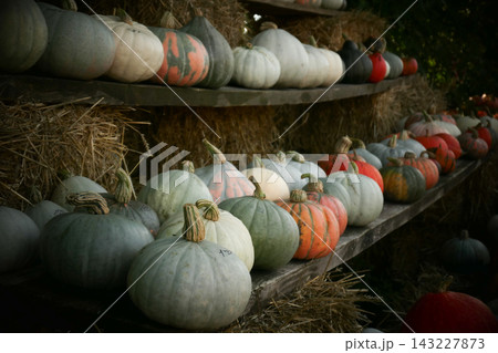 Pumpkin patch market, autumn harvest concept Pumpkin patch market, autumn harvest concept 143227873