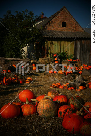 Pumpkin patch market, autumn harvest concept Pumpkin patch market, autumn harvest concept 143227880