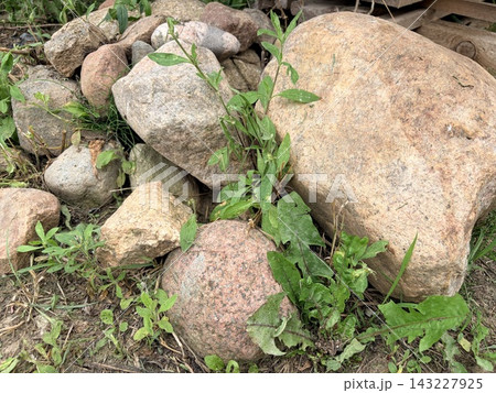 A pile of natural stones and boulders of varying sizes resting on the ground. Landscaping, gardening, and raw natural materials A pile of natural stones and boulders of varying sizes resting on the ground. Landscaping, gardening, and raw natural materials 143227925