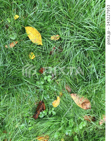 Top-down view of fallen yellow and brown autumn leaves on green grass. 143227953