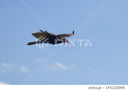 Turkey Vulture Flying Across Clear Blue Summer Sky 143228066