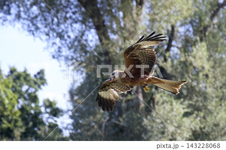 Red Kite Soaring Over Woodland in Bright Daylight Red Kite Soaring Over Woodland in Bright Daylight 143228068