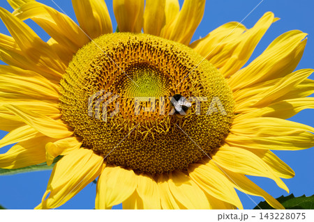 Bumblebee Gathering Nectar on a Bright Yellow Sunflower 143228075
