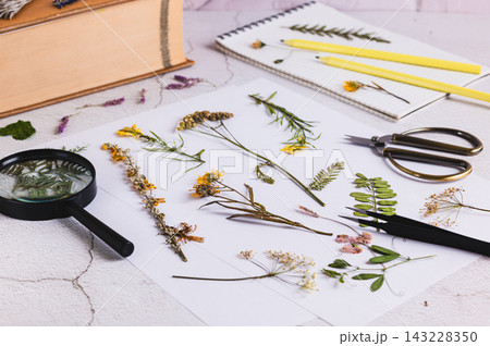 Dried and pressed flowers, a notebook, a magnifying glass, and scissors on the table Dried and pressed flowers, a notebook, a magnifying glass, and scissors on the table 143228350