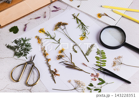 A slow hobby: the process of creating a herbarium on a table A slow hobby: the process of creating a herbarium on a table 143228351