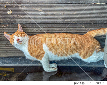 9月の旅行で出会った愛らしい猫 9月の旅行で出会った愛らしい猫 143228903