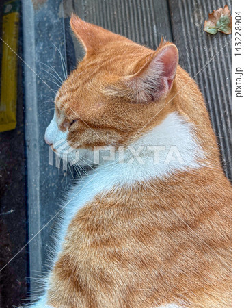 釜山旅行で出会ったかわいい猫 釜山旅行で出会ったかわいい猫 143228904