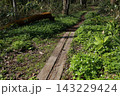 山野の湿った場所で、春に咲くキンポウゲ科の白い、ニリンソウ 143229424