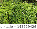 山野の湿った場所で、春に咲くキンポウゲ科の白い、ニリンソウ 143229426