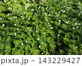 山野の湿った場所で、春に咲くキンポウゲ科の白い、ニリンソウ 143229427