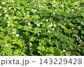 山野の湿った場所で、春に咲くキンポウゲ科の白い、ニリンソウ 143229428