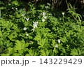 山野の湿った場所で、春に咲くキンポウゲ科の白い、ニリンソウ 143229429