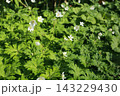 山野の湿った場所で、春に咲くキンポウゲ科の白い、ニリンソウ 143229430