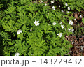 山野の湿った場所で、春に咲くキンポウゲ科の白い、ニリンソウ 143229432