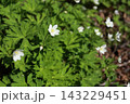 山野の湿った場所で、春に咲くキンポウゲ科の白い、ニリンソウ 143229451