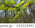 芽吹いてきた、ウリハカエデの若葉 143229491