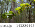 芽吹いてきた、ウリハカエデの若葉 143229492
