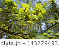 芽吹いてきた、ウリハカエデの若葉 143229493