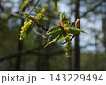 芽吹いてきた、ウリハカエデの若葉 143229494