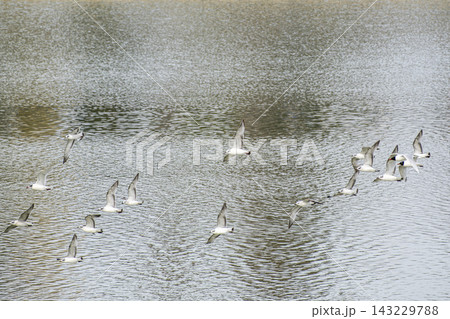 Flock of Seabirds Flying Over the Water. Flock of Seabirds Flying Over the Water. 143229788