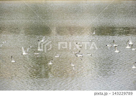 Flock of Seabirds Flying Over the Water. 143229789