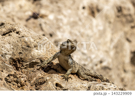 Spiny Lizard Basking on a Rock in Natural Habitat. Spiny Lizard Basking on a Rock in Natural Habitat. 143229909