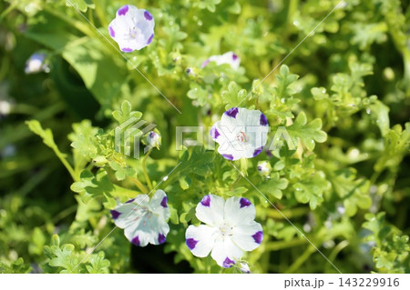 爽やか 白色ネモフィラの花 爽やか 白色ネモフィラの花 143229916