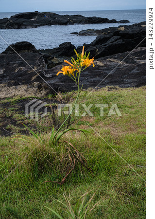 神奈川県城ヶ島キバナコスモス岩の声に触れる色 143229924