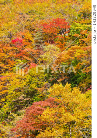 紅葉　錦秋 143229949