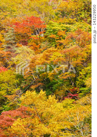 紅葉　錦秋 143229950