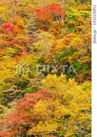 紅葉 錦秋 紅葉 錦秋 143229951